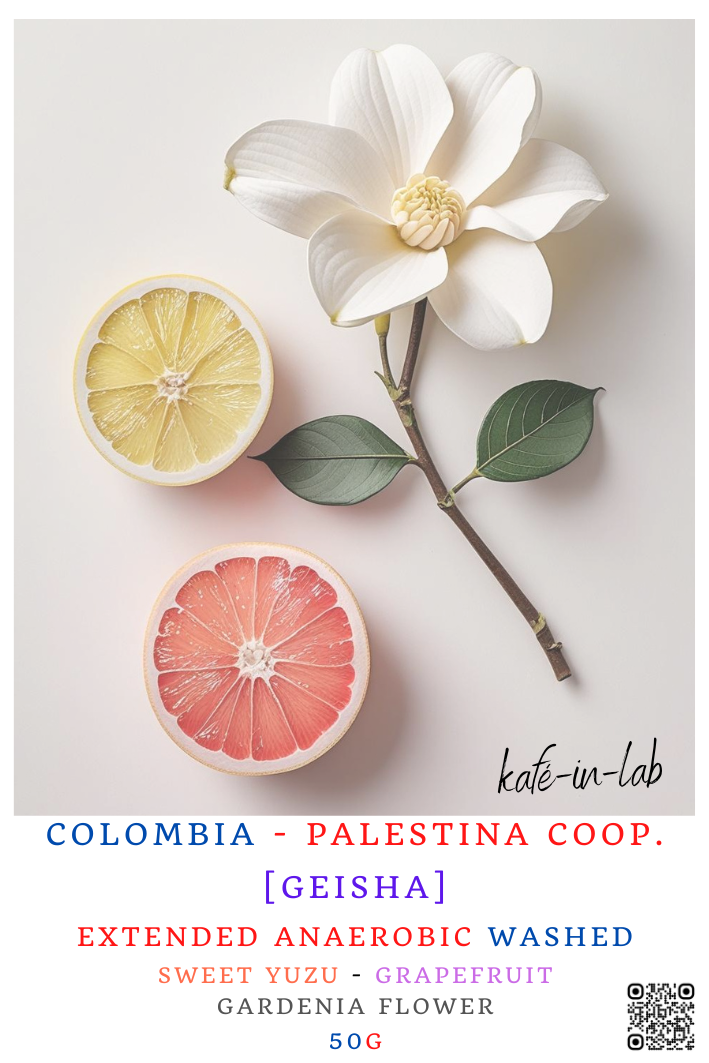 Geisha || Colombia, Palestina COOP - 50g