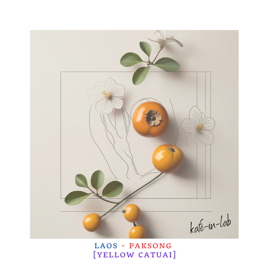 Yellow Catuai - Arabica || Paksong, Lao PDR