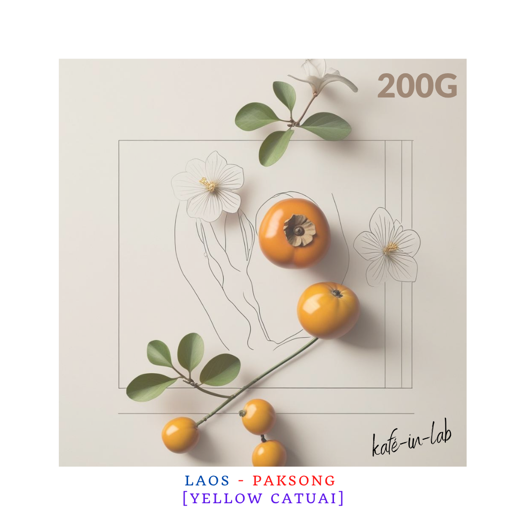 Yellow Catuai - Arabica || Paksong, Lao PDR