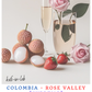 Caturra || Rose Valley - Colombia