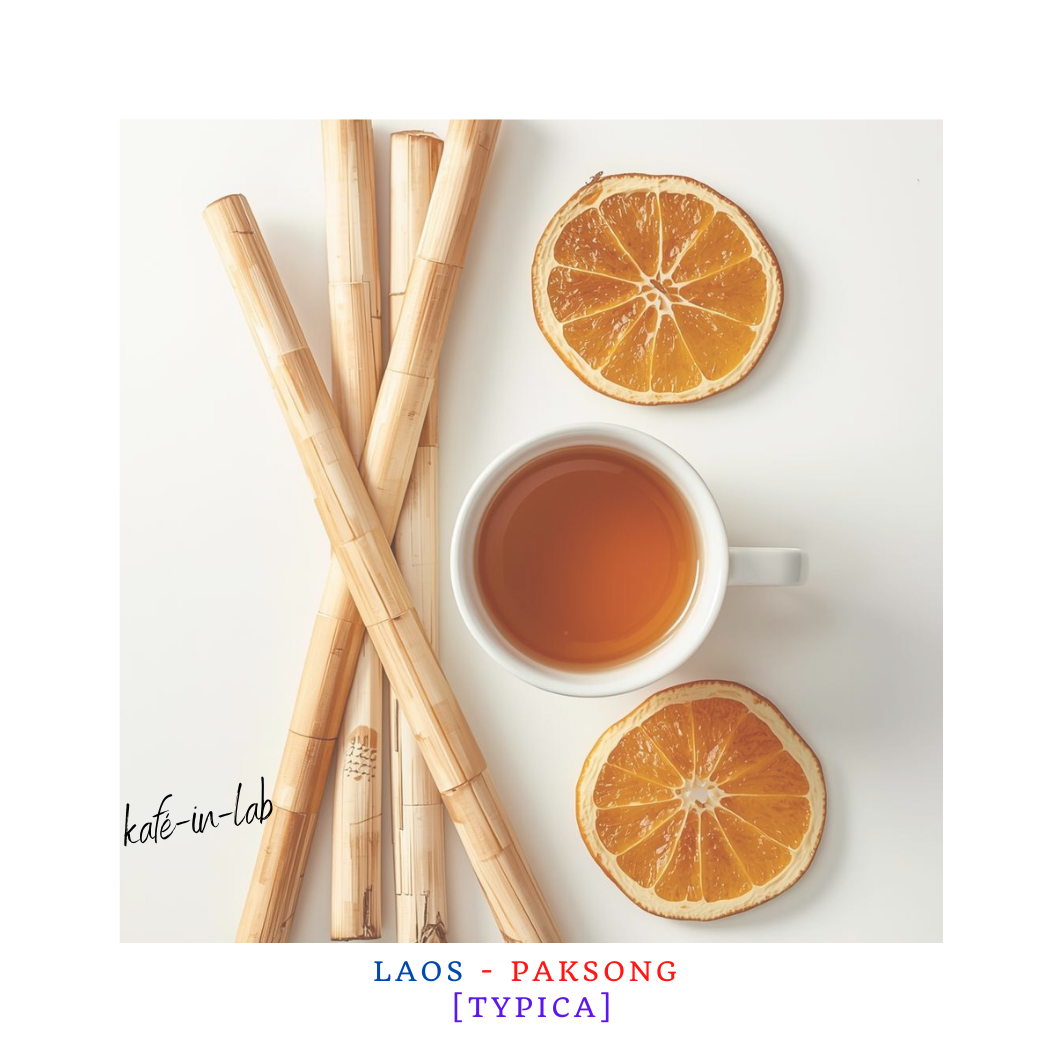 Typica || Paksong, Lao PDR