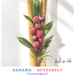 Geisha || Butterfly - Panama