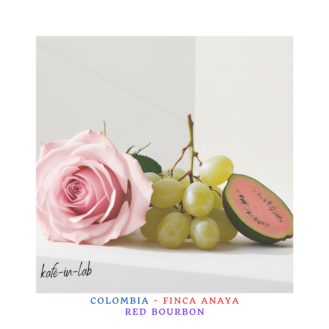 Red Bourbon || Colombia, Finca Anaya - 50g