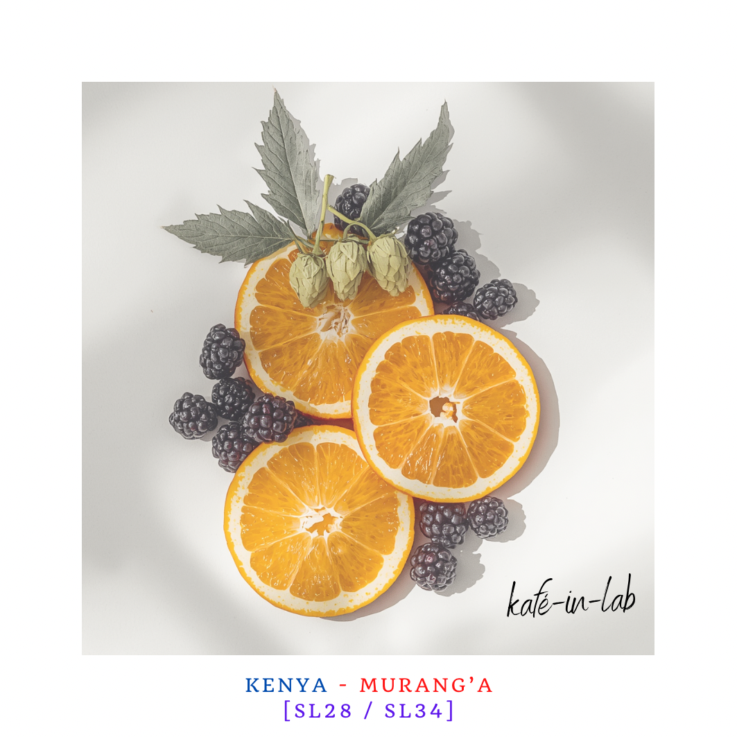 SL28 || Murang'A - Kenya