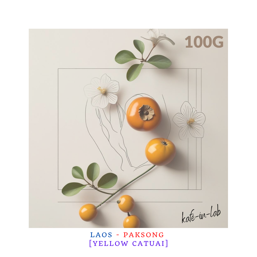 Yellow Catuai - Arabica || Paksong, Lao PDR